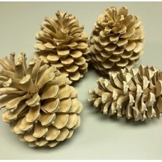 MARITIMA PINE CONES  4" Bleached BULK